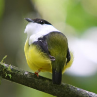 White-collared Manakin